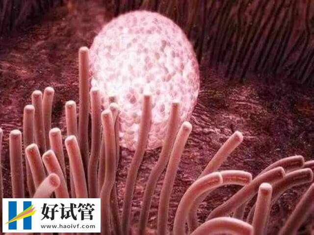 胚胎移植后需要注意什么(图1)